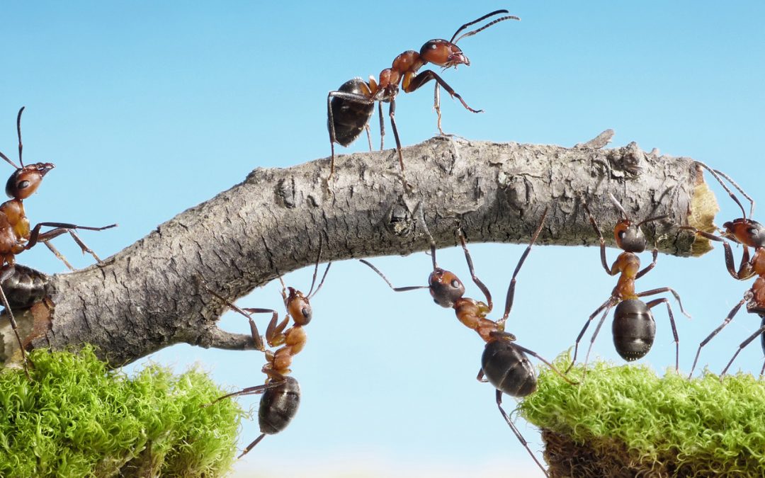 La empresa colaborativa